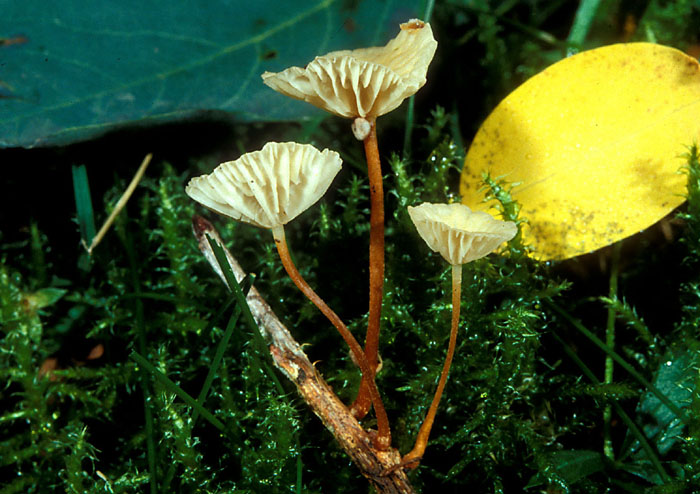 Ritrovamenti 1.11.2011. sotto latifoglia